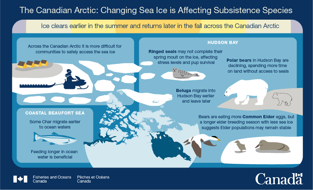 7.	The Canadian Arctic: The Changing Ice Season is Affecting Subsistence Species