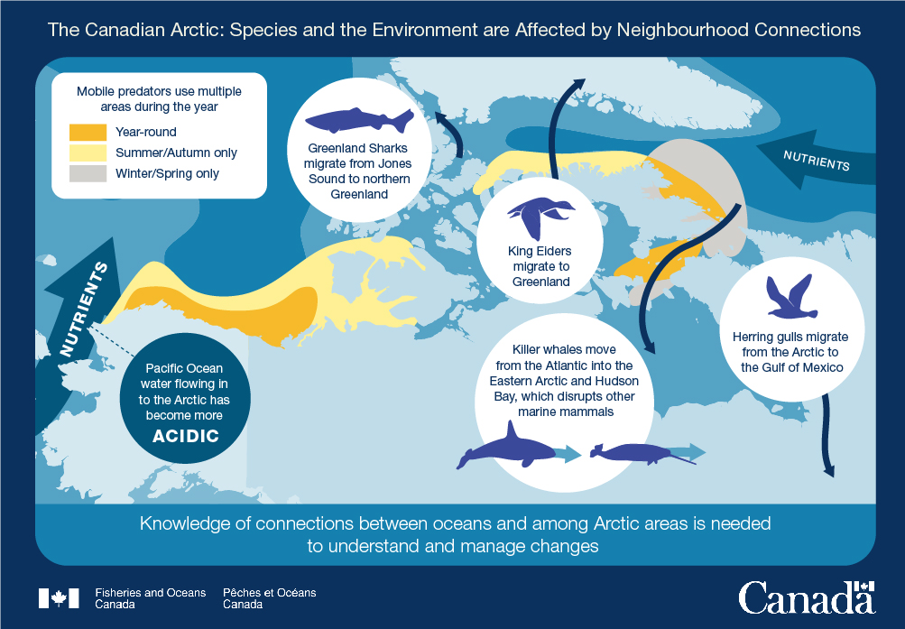 10. The Canadian Arctic: Species and the Environment are Affected by Neighbourhood Connections