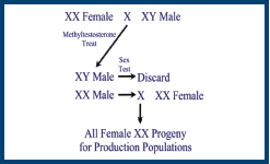 steps involved in producing an all-female strain of salmon