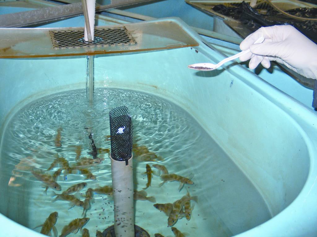 Feeding of experimental diets to juvenile rockfish.