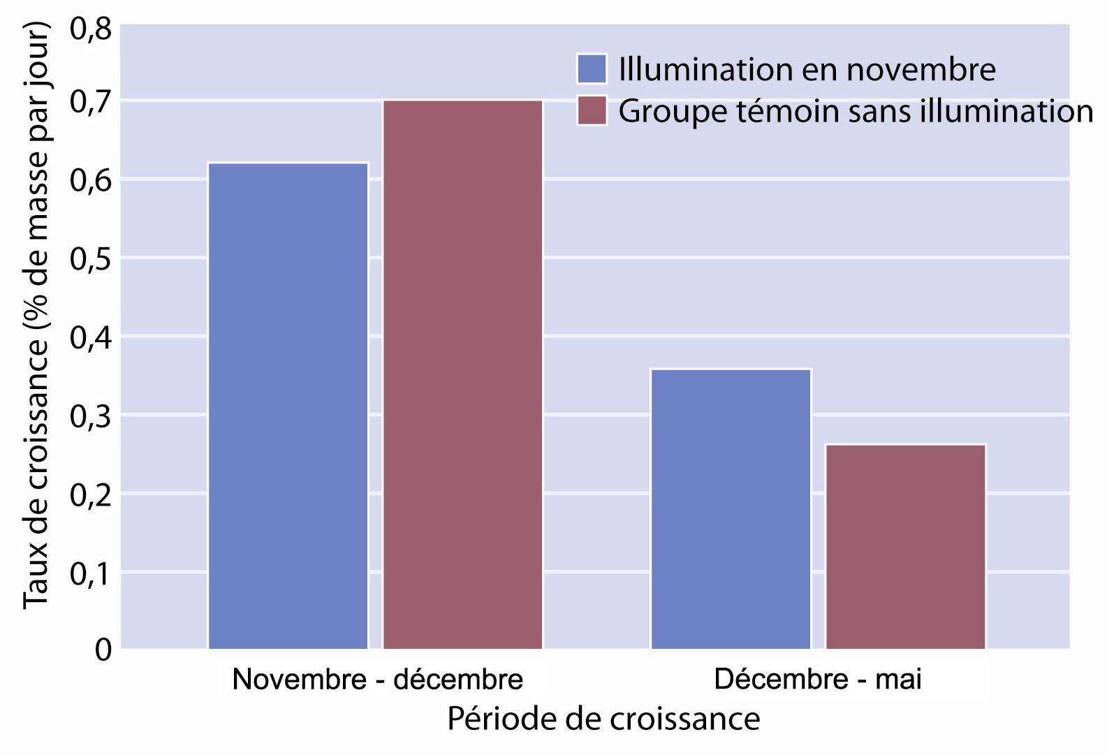 Comparaison entre les taux de croissance des saumons échantillonnés (mesures de l'image vidéo) à partir des cages non illuminées et des cages illuminées en novembre du site no 1.