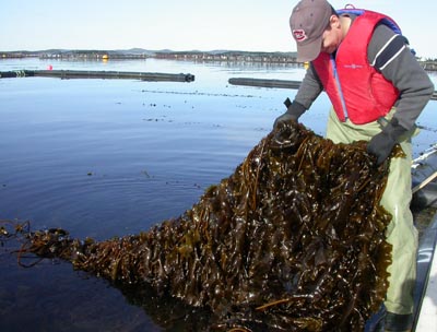 Kelp harvest at IMTA site in the Bay of Fundy