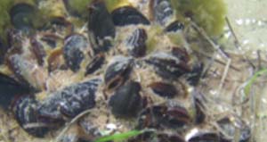 Stocked mussels