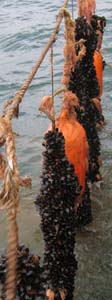 Mussel culture ropes