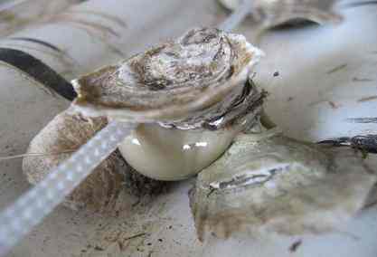 Glued oysters