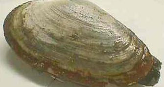 Soft-shell clam