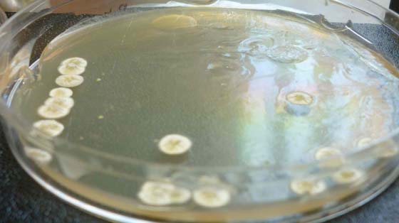 Culture of a strain of Streptomyces
