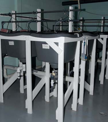 Digestibility tanks for salmon feed experiments