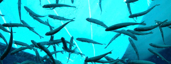 Photo subaquatique d'un saumon de l'Atlantique à l'intérieur d'un grand bassin