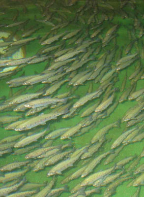 Saumon de l'Atlantique nageant dans un grand bassin d'élevage