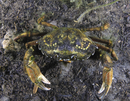 Crabe européen adulte