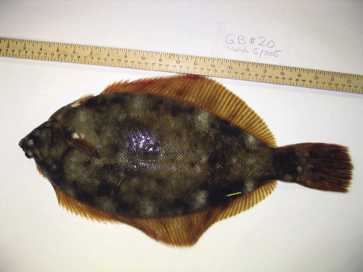 Winter Flounder broodstock