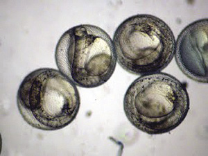 Embryons de plie rouge