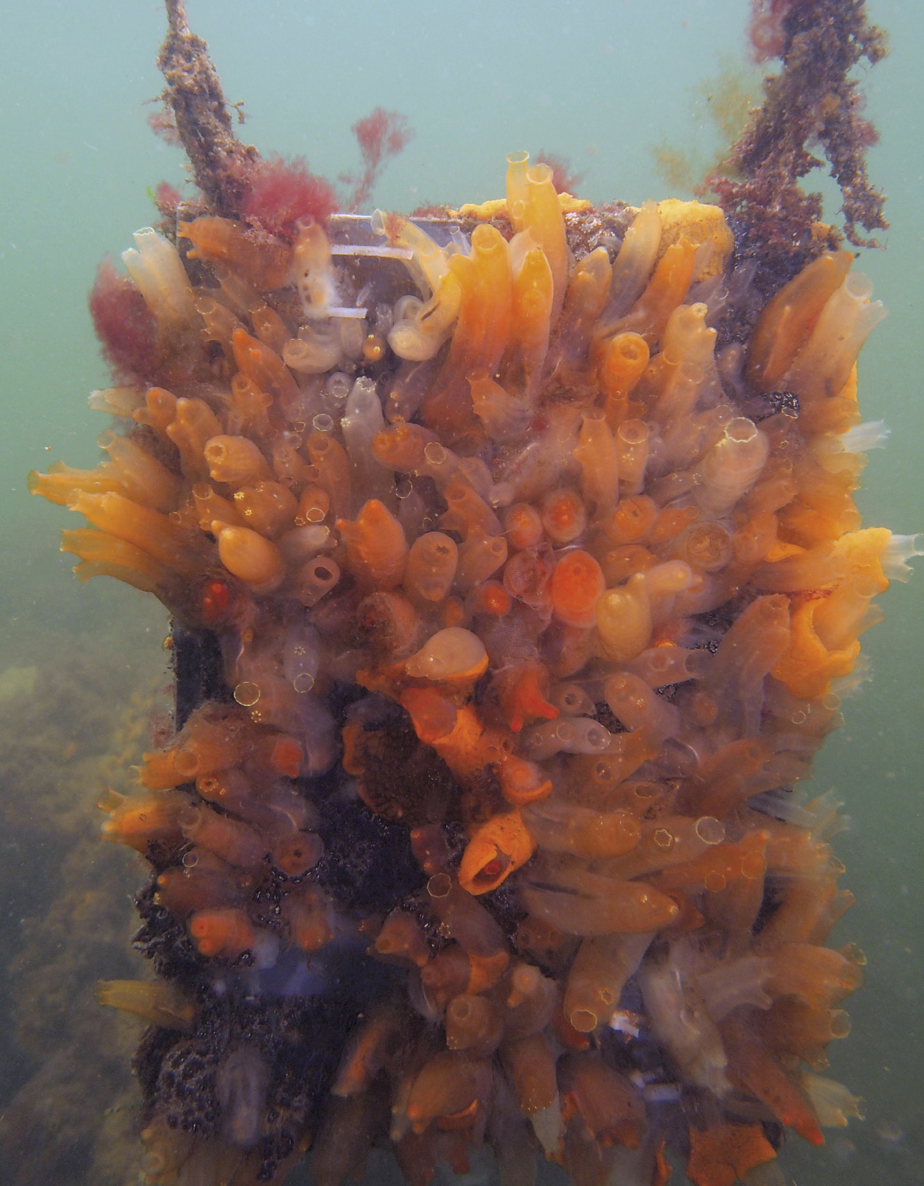 Tuniciers envahissants adhérant à une structure expérimentale submergée