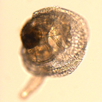 Post-larve juvenile de pétoncle géant