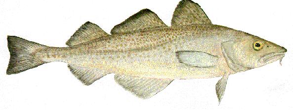 Image of Atlantic cod