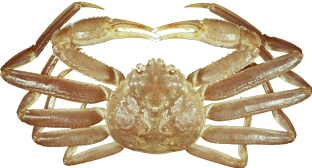 image of snow crab