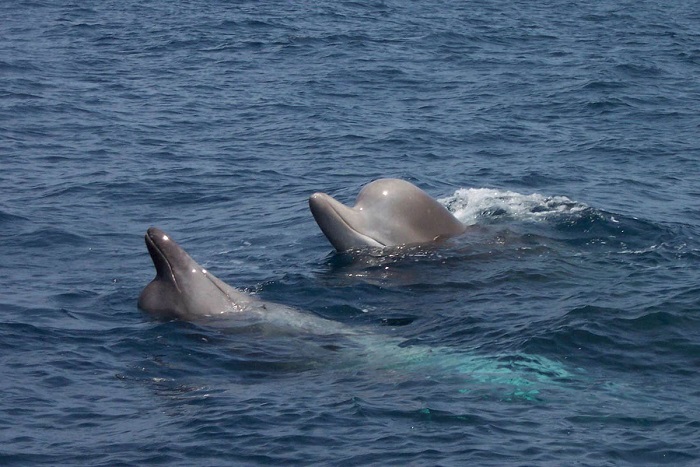Deux baleines à bec communes en train de nager.