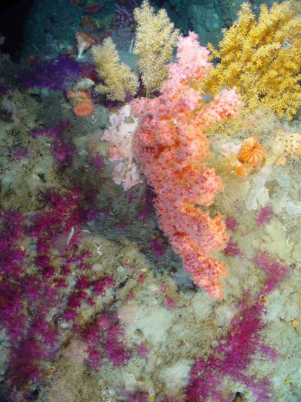 Habitat sous-marin.