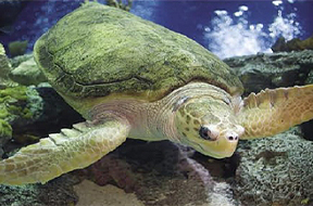 [PHOTO: Sea Turtle]