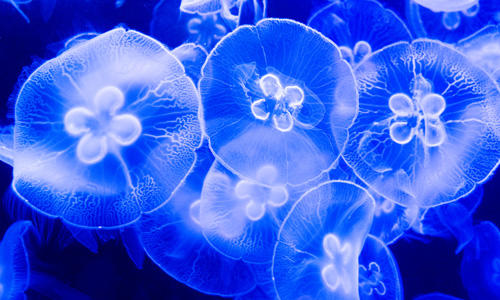 La méduse (Medusozoa) est un animal aquatique à corps mou qui nage librement. Elle se présente comme une cloche d’aspect gélatineux en forme d’ombrelle, dotée de tentacules. La propulsion et le mode de locomotion de la méduse sont causés par les battements de la cloche. Les tentacules peuvent servir à capturer les proies ou à se défendre contre des prédateurs en émettant des toxines qui provoquent une piqûre douloureuse.  Credit photo : depositphotos.com