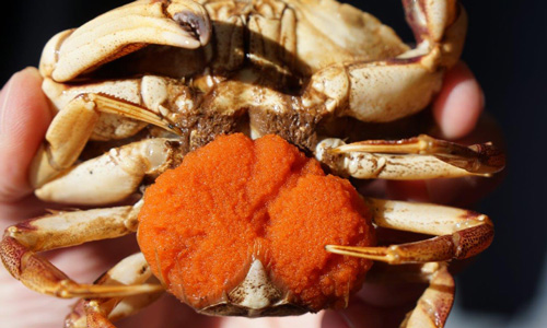 Le crabe commun ou de roche, aussi appelé crabe tourteau commun (Cancer irroratus) est une espèce de crabe de la famille des Cancridae. On le trouve de l’Islande à la Caroline du Sud, à des profondeurs allant jusqu’à 2 600 pieds (790 mètres) et la taille de sa carapace d’un côté à l’autre (coquille) atteint 5,2 pouces (133 millimètres). Credit photo : MPO Golfe
