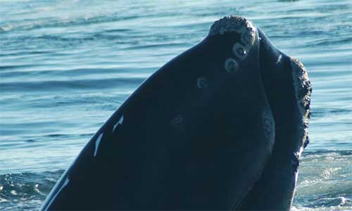 La baleine noire de l’Atlantique Nord (Eubalaena glacialis) est l’une des espèces de cétacés les plus en danger d’extinction au monde. Elle se déplace lentement et elle est facile à capturer ; cette baleine a été chassée au point de presque disparaître à la fin des années 1800. En 2016, la population partout dans le monde était estimée à environ 400 individus. Credit photo : Kent Smedbot, Halifax Media Co-op