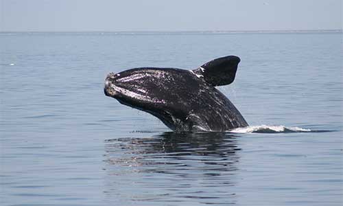 La baleine noire de l’Atlantique Nord se reconnaît par les caractéristiques suivantes. Credit photo : Bedford Whaling Museum (Regina Asmutis-Silvia/WDC)