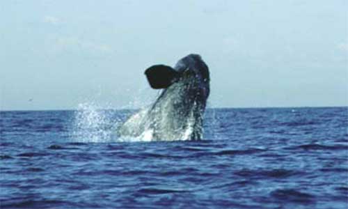 La baleine noire est une espèce migratoire qui voyage vers le nord à partir des eaux de la Floride et de la Géorgie pour passer les mois de juin à octobre dans les eaux des provinces de l’Atlantique. Ces baleines passent généralement l’été dans la baie de Fundy et au large du littoral sud de la Nouvelle-Écosse. En 2017, plus de 100 baleines ont été observées dans le golfe du Saint-Laurent. Credit photo : Cetacean Society International