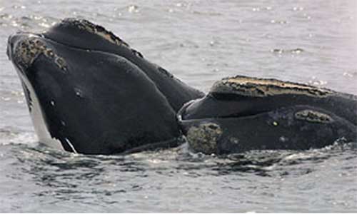 Pêches et Océans Canada demande aux pêcheurs qui observent des baleines noires d’indiquer la date, l’heure, l’endroit de l’observation (la latitude et la longitude, si possible) et une estimation du nombre de baleines observées. Si des photos ou des vidéos sont disponibles, elles sont les bienvenues. Dans la région Golfe, rapporter d'observations au 1-844-800-8568 ou XMARwhalesightings@dfo-mpo.gc.ca.
