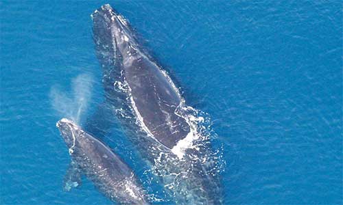 Les femelles donnent naissance à des petits, appelés baleineaux, tous les deux à six ans. Les baleineaux sont allaités pendant un à deux ans et demeurent près de leur mère jusqu’à ce qu’ils atteignent leur maturité sexuelle vers l’âge de 10 ans environ. Credit photo : NOAA NMFS