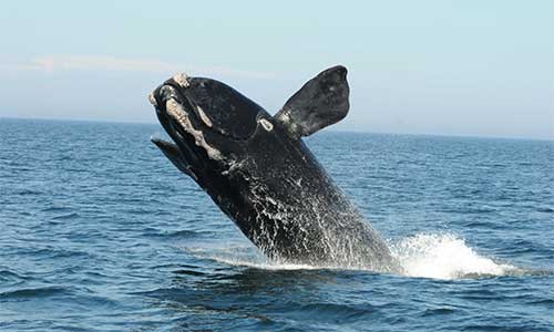 Les baleines noires se nourrissent habituellement de minuscules crustacés appelés copépodes. Comme les autres baleines à fanons, par exemple les rorquals à bosse, la baleine noire n’a pas de dents ; elle a plutôt une série de fanons — appelés plaques de fanons — suspendus de chaque côté de la mâchoire supérieure. Pendant qu’elle se nourrit, la baleine noire nage lentement, la mâchoire ouverte. Lorsque la baleine ferme sa bouche, l’eau est rejetée et les fanons jouent le rôle de filtre ; ils conservent la nourriture à l’intérieur, laquelle est ensuite avalée. Credit photo : New England Aquarium