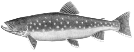 Vue latérale illustrée d'un omble chevalier.