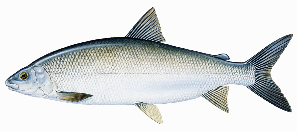 An illustration of a blue and beige Lake Whitefish. Refer to physical description.