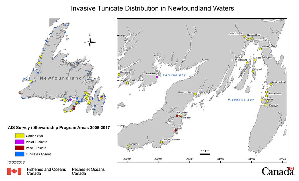 Golden Star Tunicate Distribution in Newfoundland Waters.