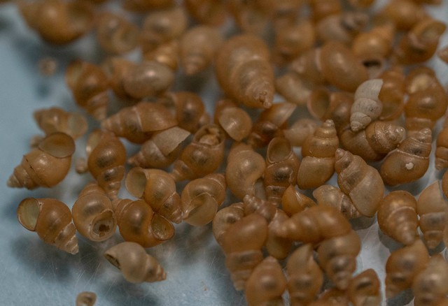 New Zealand Mud Snails