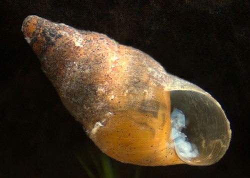 Potamopyrgus estuarinus, similar species of New Zealand Mud Snail