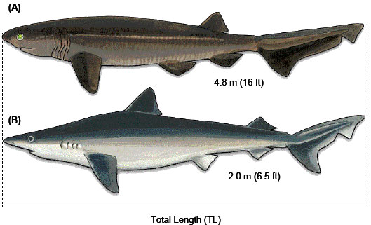 Illustration d'un requin griset et d'une taupe du Pacifique