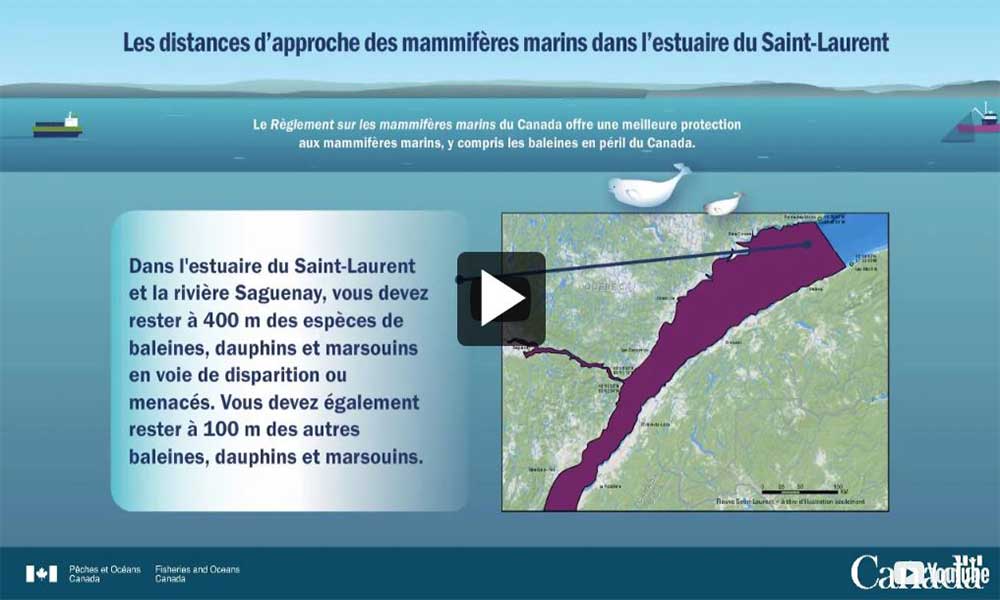 Vidéo : Les distances d’approche des mammifères marins dans l’estuaire du Saint-Laurent.