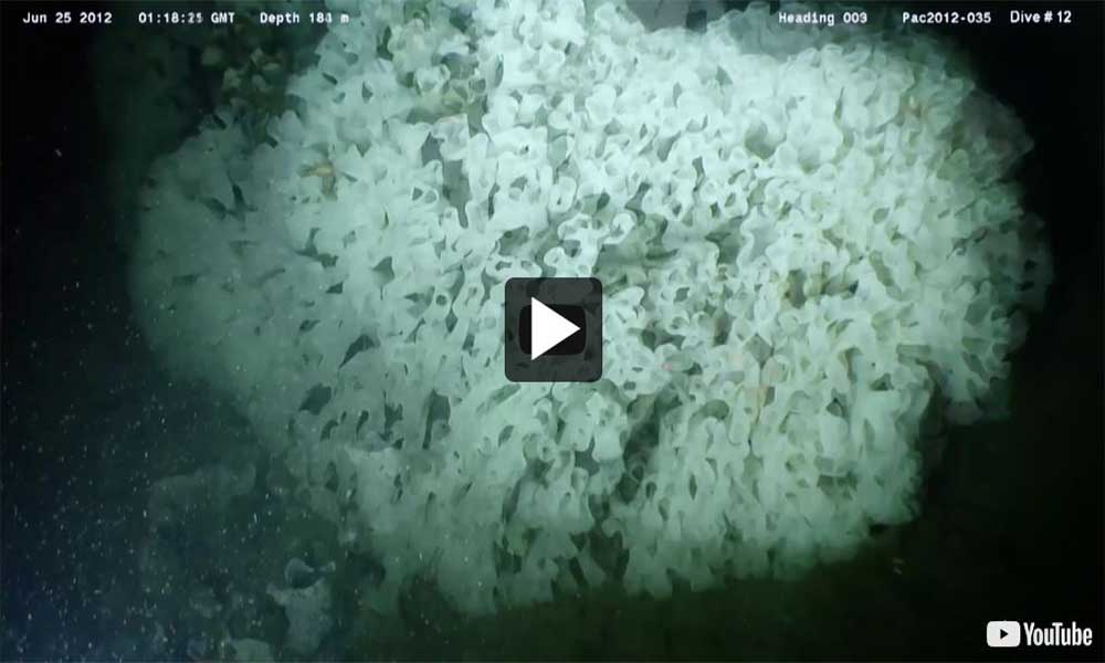 Video: Hecate Strait and Queen Charlotte Sound Glass Sponge Reefs Marine Protected Area