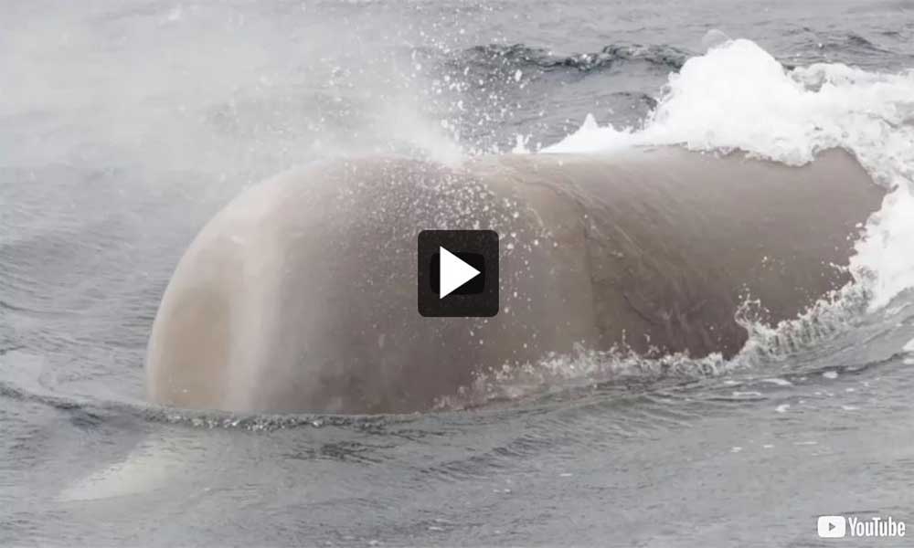 Vidéo : Savoir identifier des baleines et en signalier l’observation