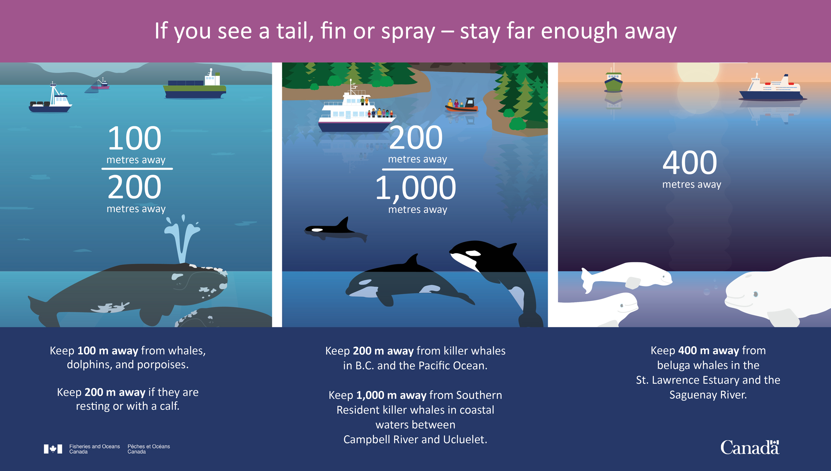 Infographic: If you see tail, fin or spray - Stay far enough away.
