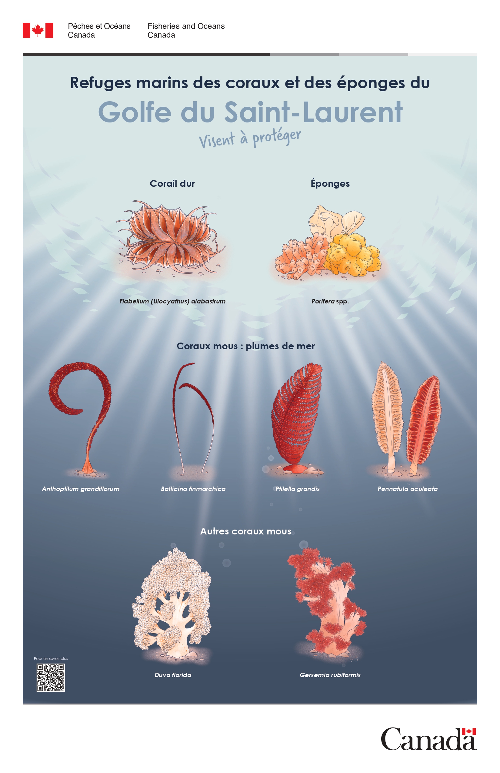 Infographie : Affiche des refuges marins des coraux et des éponges