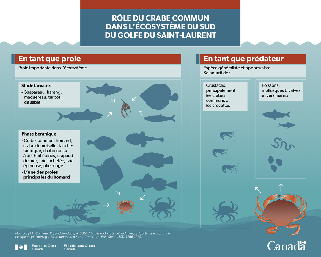 Infographie : Rôle du crabe commun dans l’écosystème du sud du golfe du Saint-Laurent