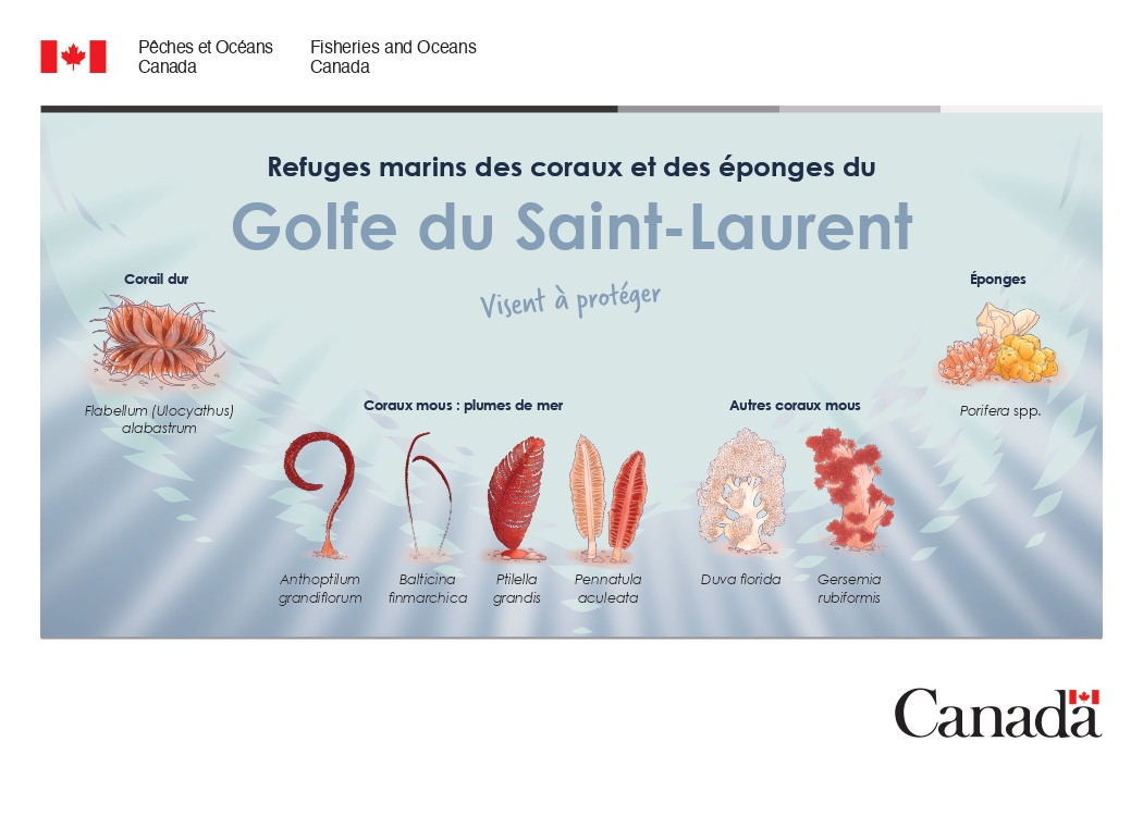 Carte postale des refuges marins coraux et des éponges