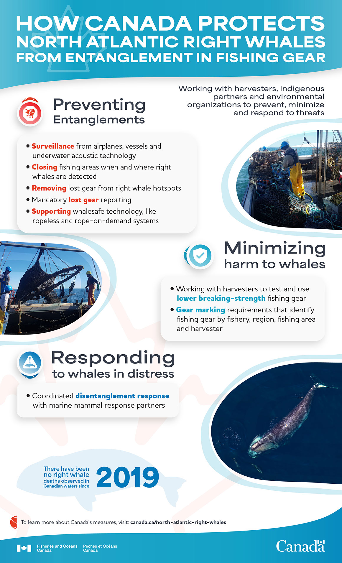Infographic: How Canada protects North Atlantic right whales from entanglement in fishing gear