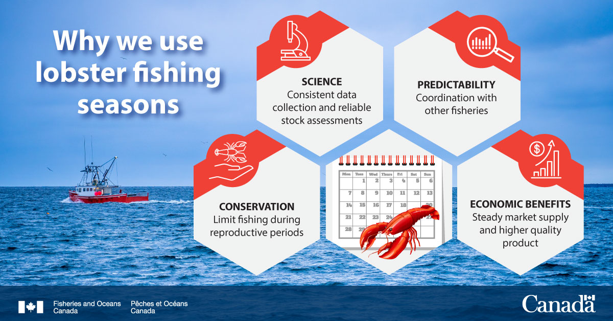 Infographic: Why we use lobster fishing seasons