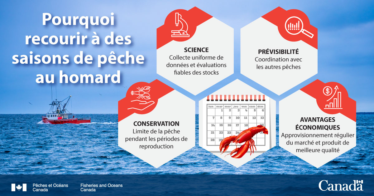 Infographie : Pourquoi recourir à des saisons de pêche au homard