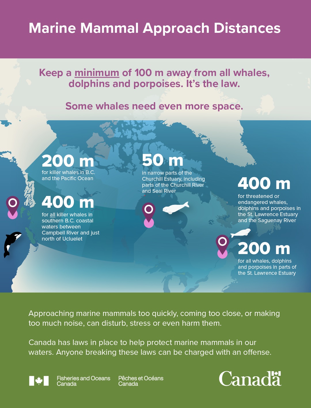 Infographic: Canada's Marine Mammal Regulations.