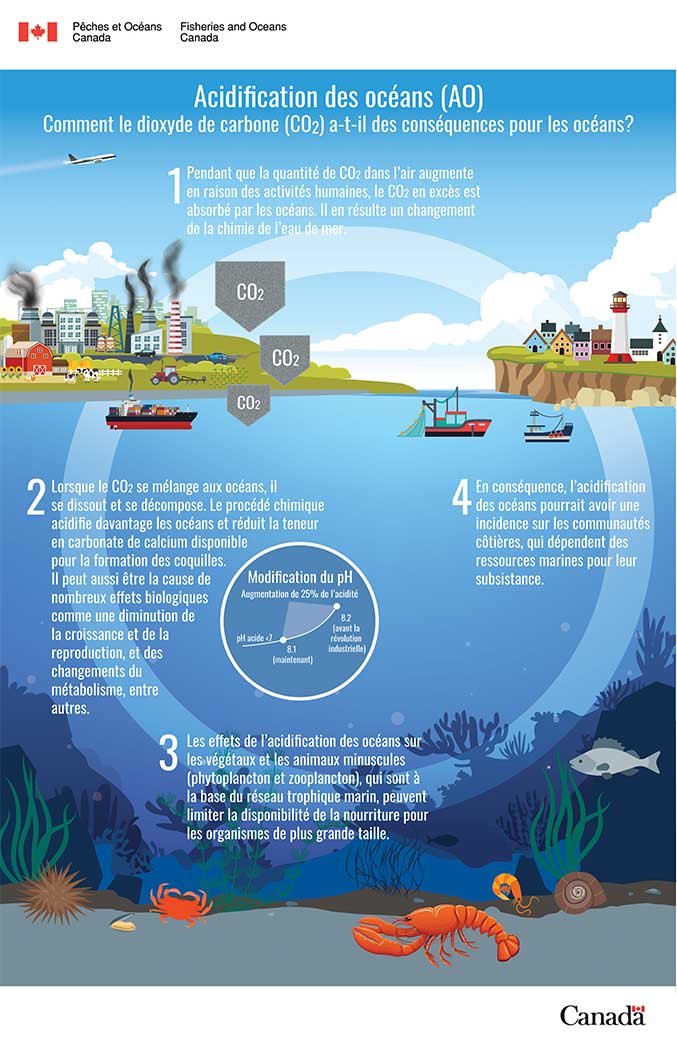 Infographie : Acidification des océans (AO): Comment le dioxyde de carbone (CO<sub>2</sub>) a-t-il des conséquences pour les océans?
